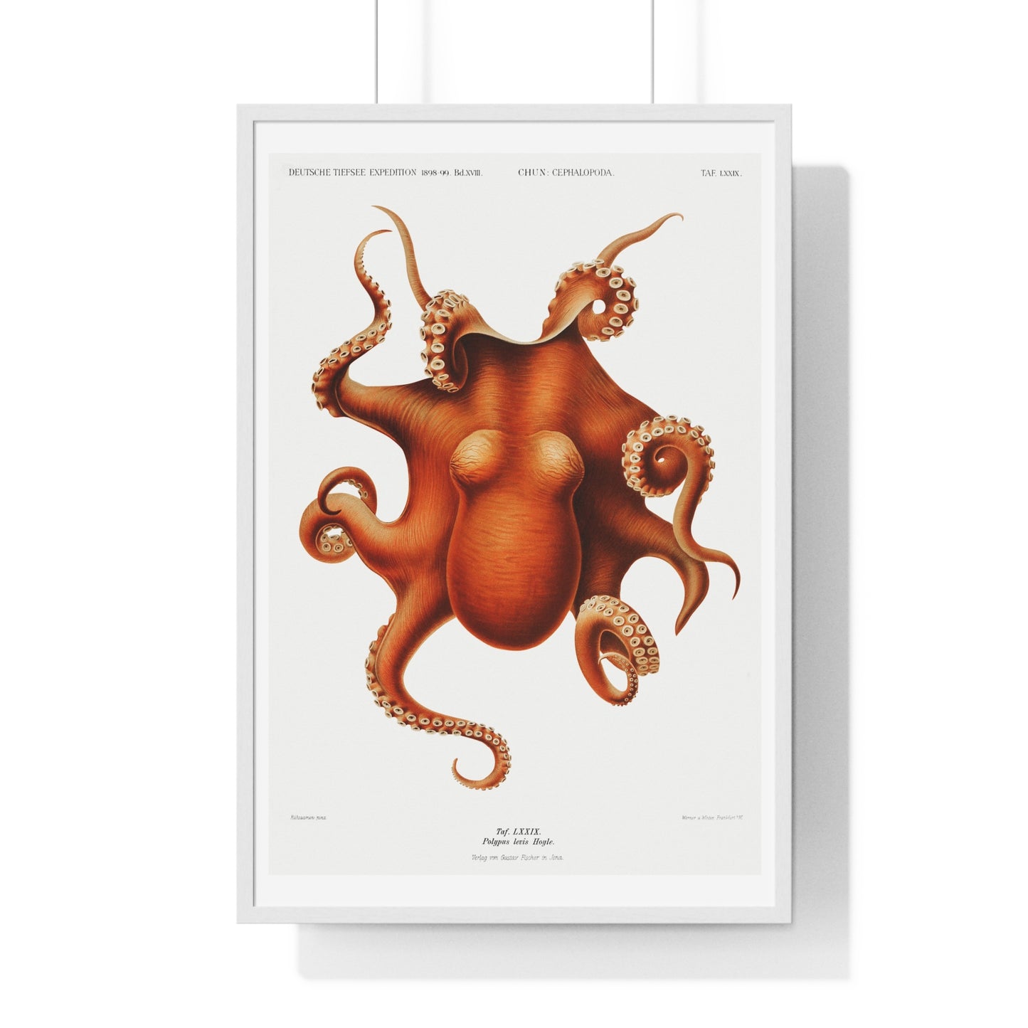 Octopus illlustration from Deutschen Tiefsee-Expedition, German Deep Sea Expedition (1898–1899) by Carl Chun. Framed Poster