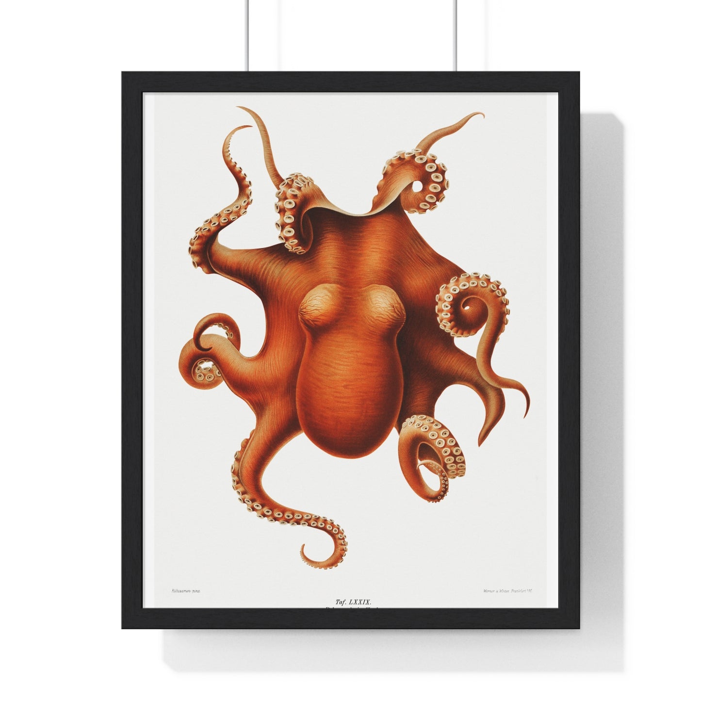 Octopus illlustration from Deutschen Tiefsee-Expedition, German Deep Sea Expedition (1898–1899) by Carl Chun. Framed Poster