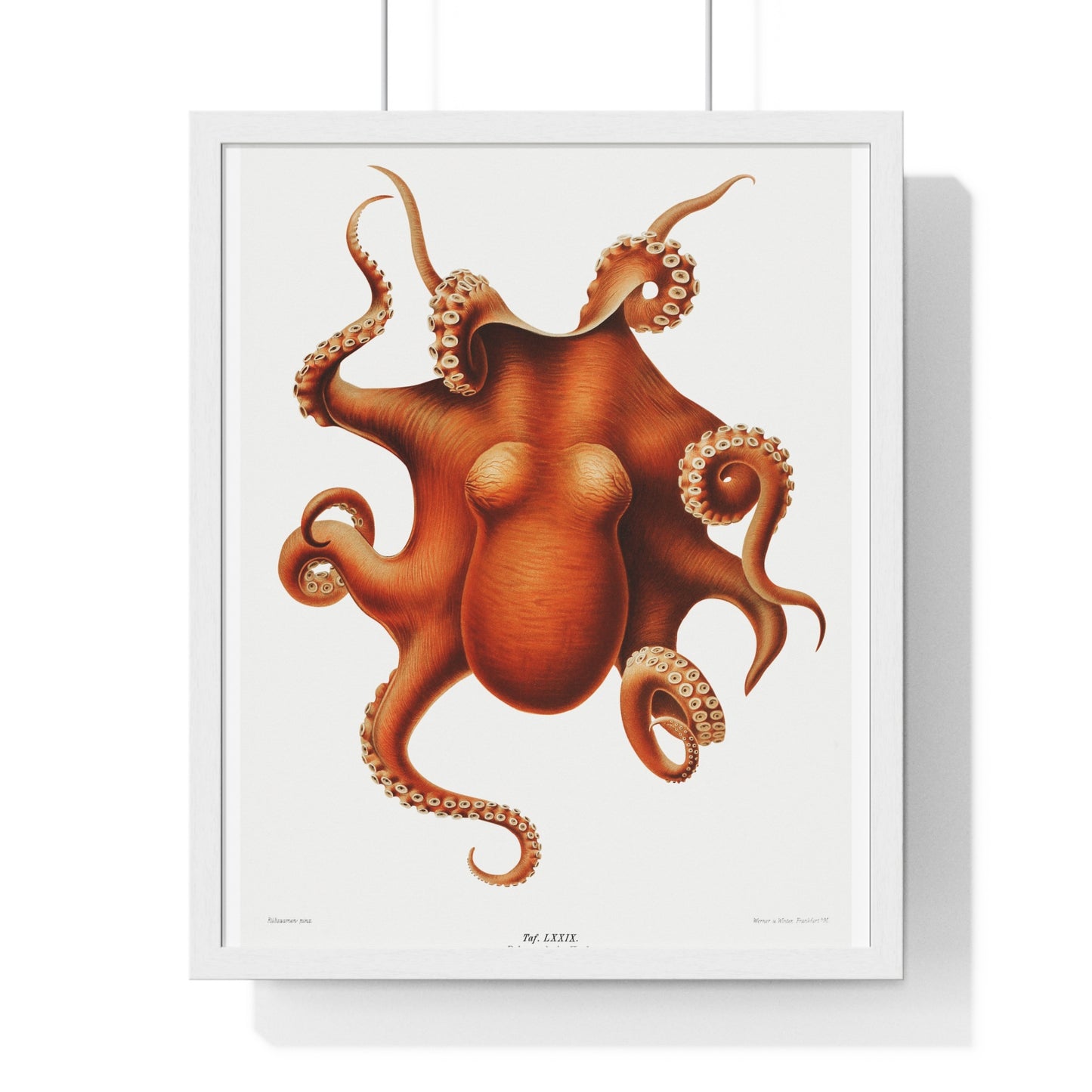 Octopus illlustration from Deutschen Tiefsee-Expedition, German Deep Sea Expedition (1898–1899) by Carl Chun. Framed Poster