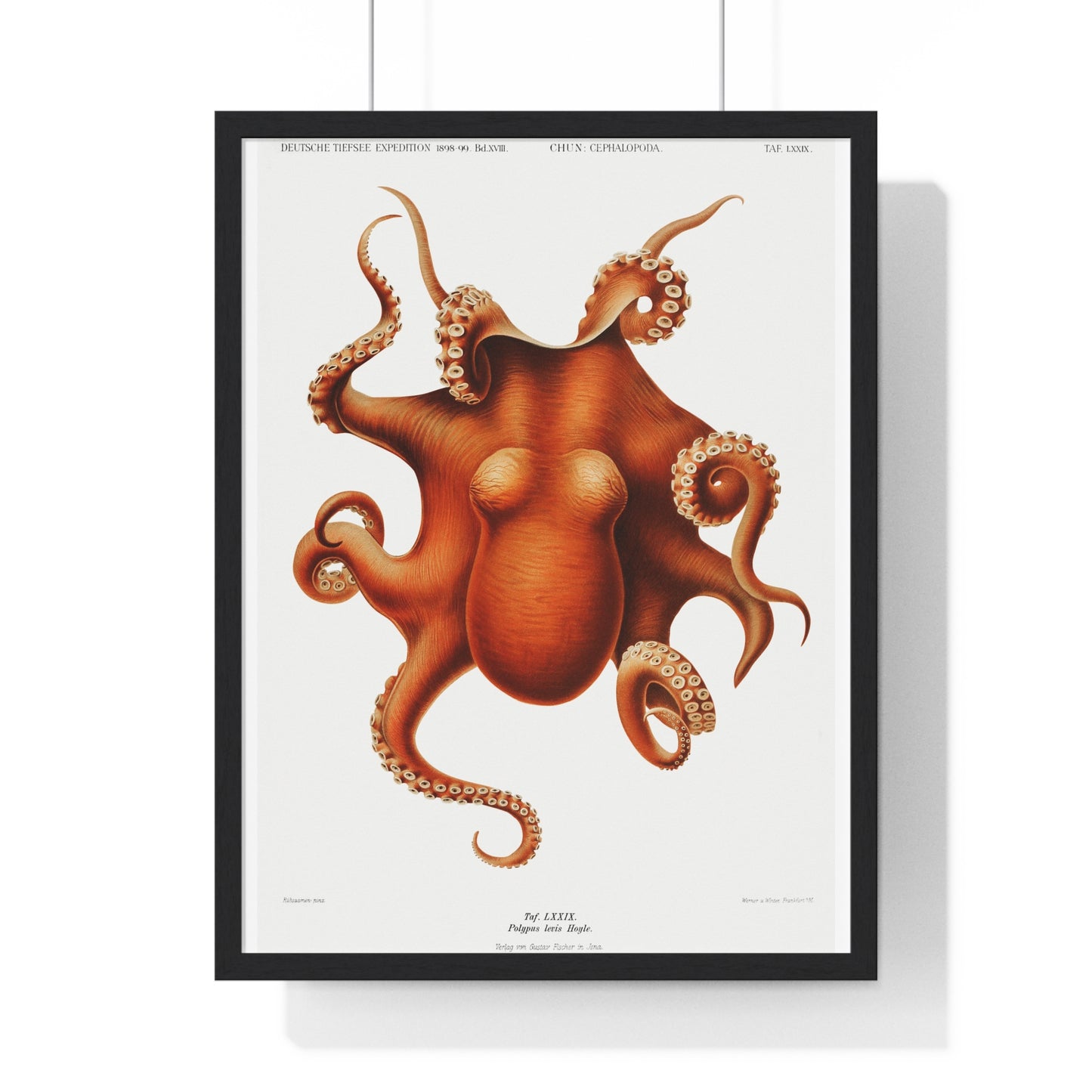 Octopus illlustration from Deutschen Tiefsee-Expedition, German Deep Sea Expedition (1898–1899) by Carl Chun. Framed Poster