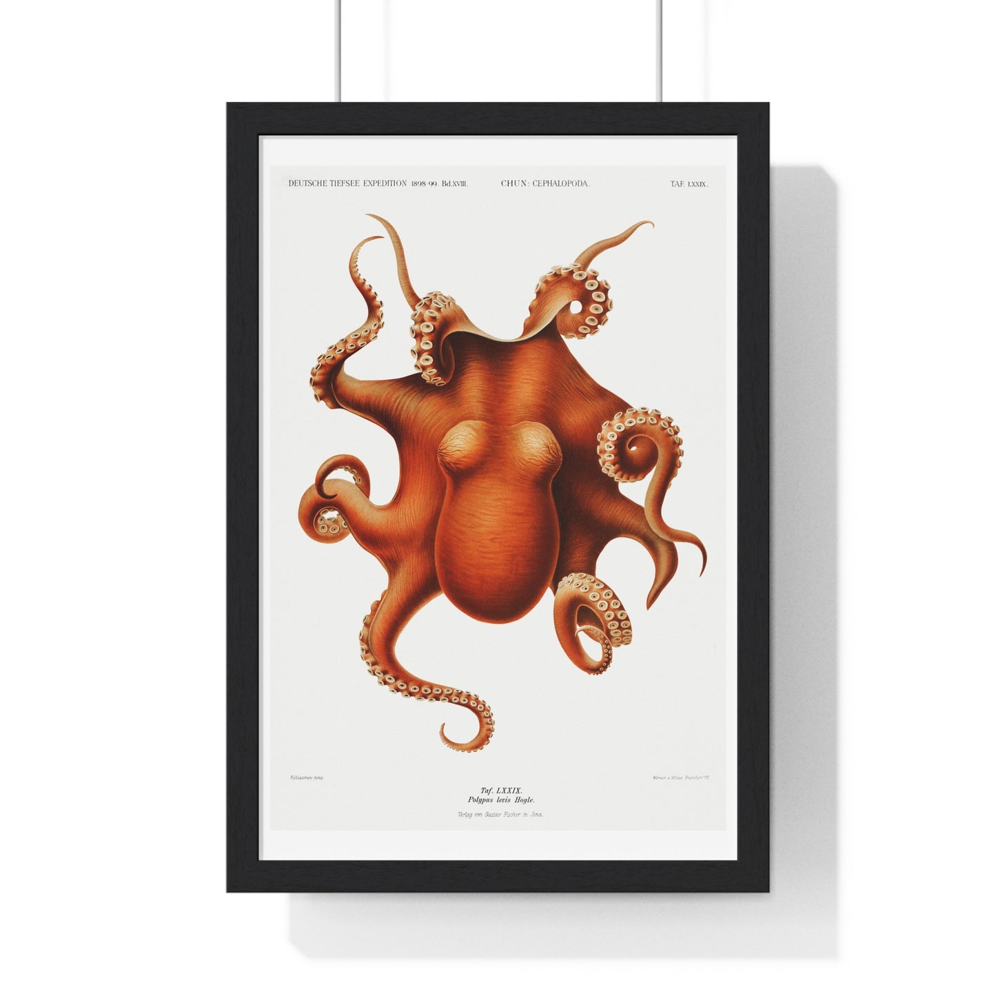 Octopus illlustration from Deutschen Tiefsee-Expedition, German Deep Sea Expedition (1898–1899) by Carl Chun. Framed Poster