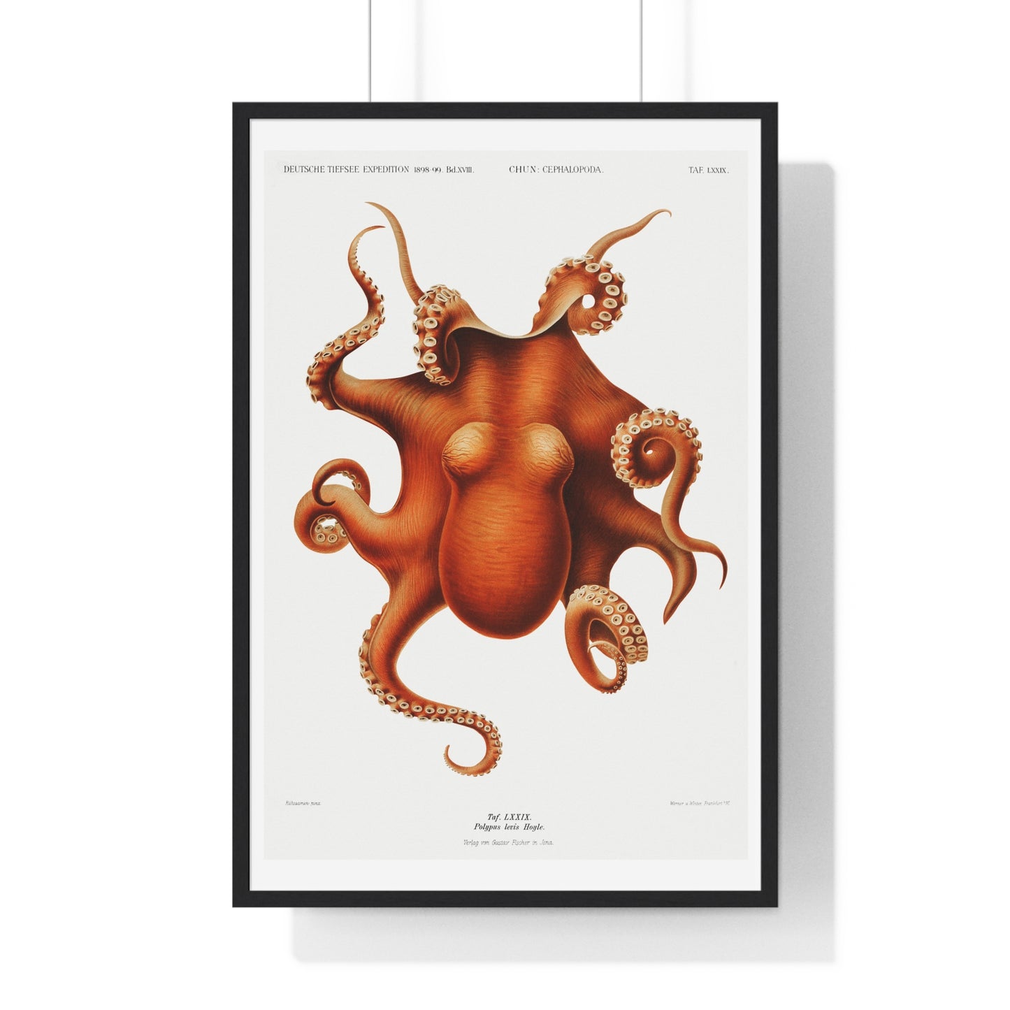 Octopus illlustration from Deutschen Tiefsee-Expedition, German Deep Sea Expedition (1898–1899) by Carl Chun. Framed Poster