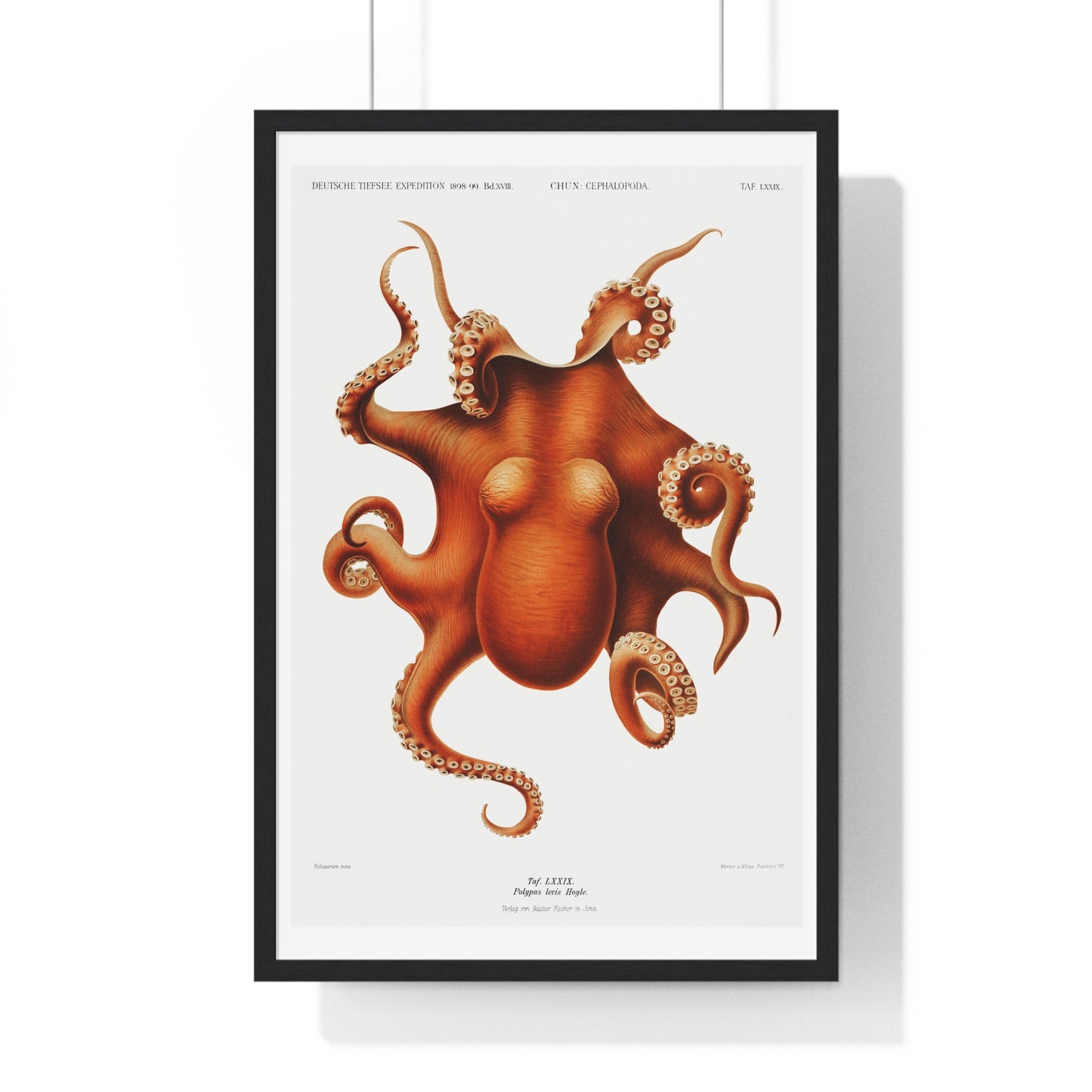 Octopus illlustration from Deutschen Tiefsee-Expedition, German Deep Sea Expedition (1898–1899) by Carl Chun. Framed Poster