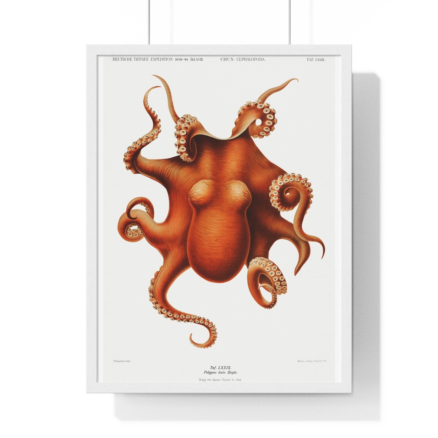 Octopus illlustration from Deutschen Tiefsee-Expedition, German Deep Sea Expedition (1898–1899) by Carl Chun. Framed Poster