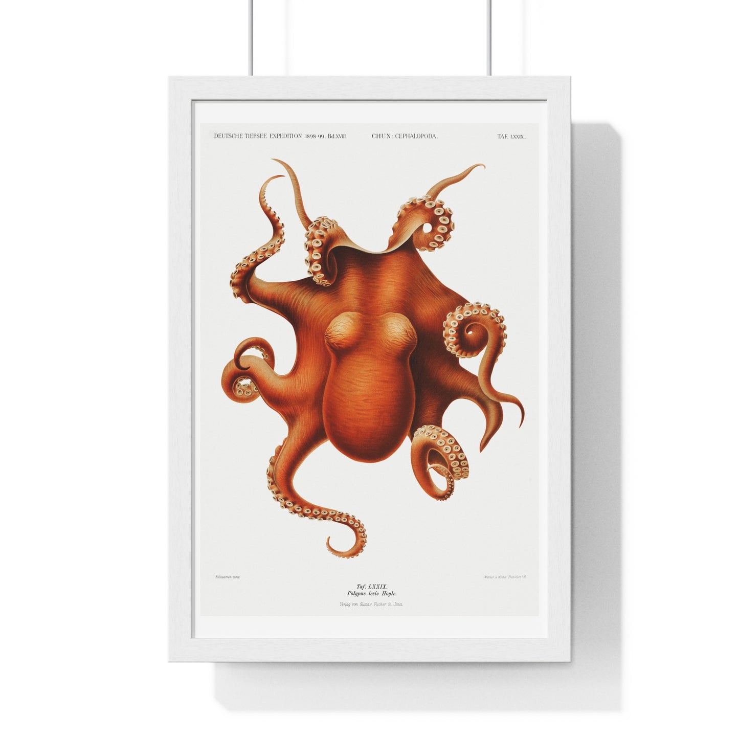 Octopus illlustration from Deutschen Tiefsee-Expedition, German Deep Sea Expedition (1898–1899) by Carl Chun. Framed Poster